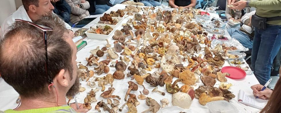 Funghi in Toscana, già dieci intossicati. Dalla “stagione anomala” al parassita – Cosa c’è da sapere