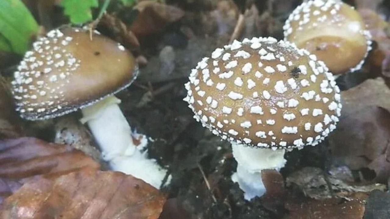 Amanita pantherina 