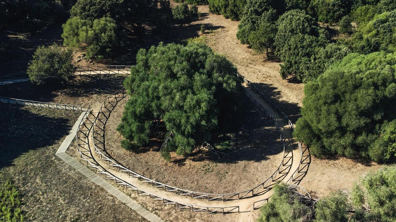 Luras, attorno all’olivastro millenario nascerà un’Area di interesse naturalistico