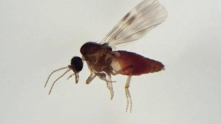 Virus Shamonda, dopo il primo caso umano l’identikit del moscerino sospettato del contagio
