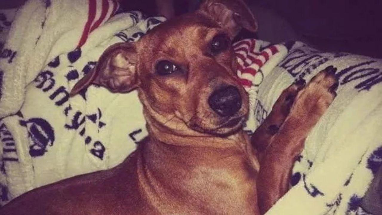 Il cagnolino