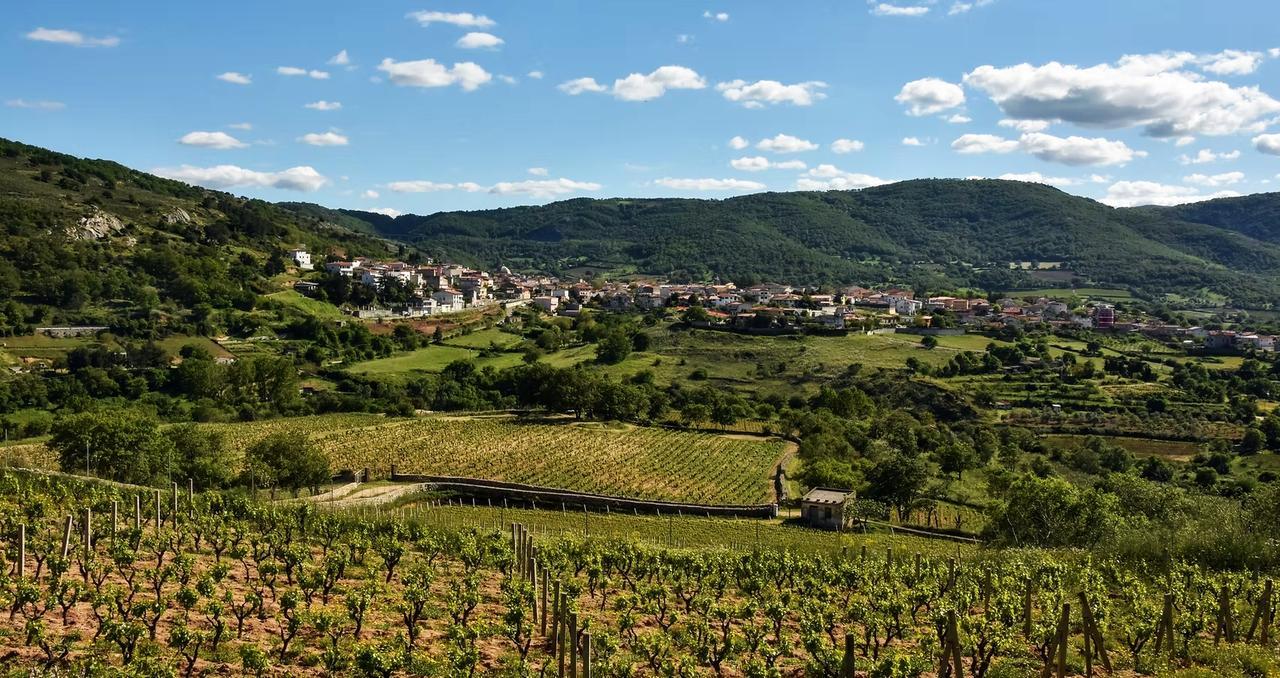 Il vino rilancia Mamoiada e frena lo spopolamento