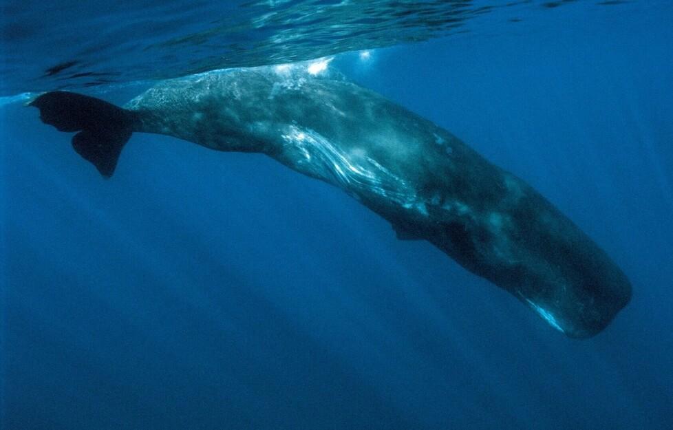 A caccia della foca monaca nei mari della Sardegna: ecco la missione che svela i segreti del Blu