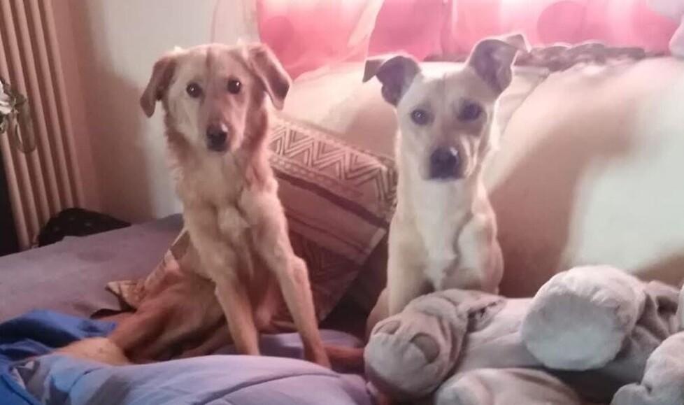 Massa Fiscaglia, cane morto e altri sequestrati: doppia denuncia a una donna