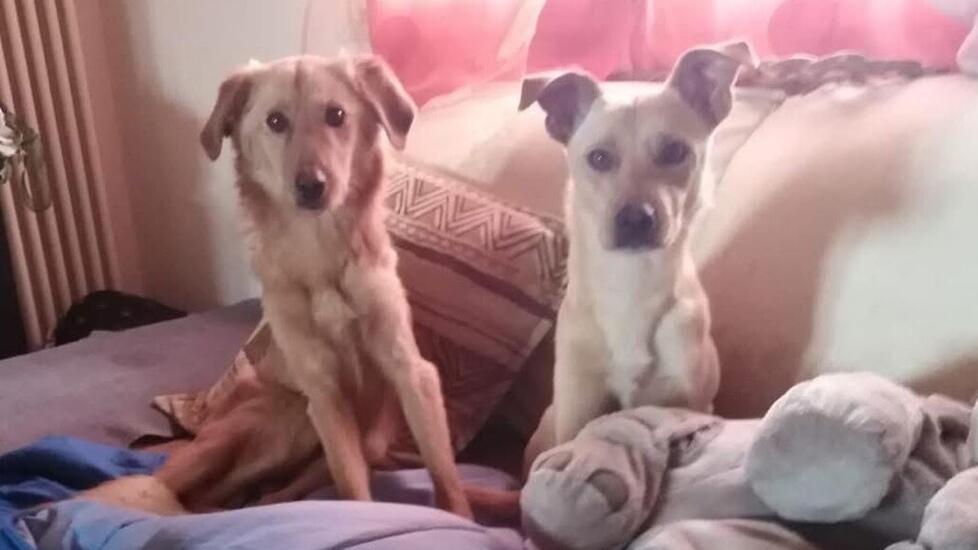 Massa Fiscaglia, cane morto e altri sequestrati: doppia denuncia a una donna