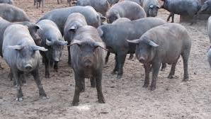 Peste suina, allentate le restrizioni: Albinea e Scandiano tornano “zone indenni”