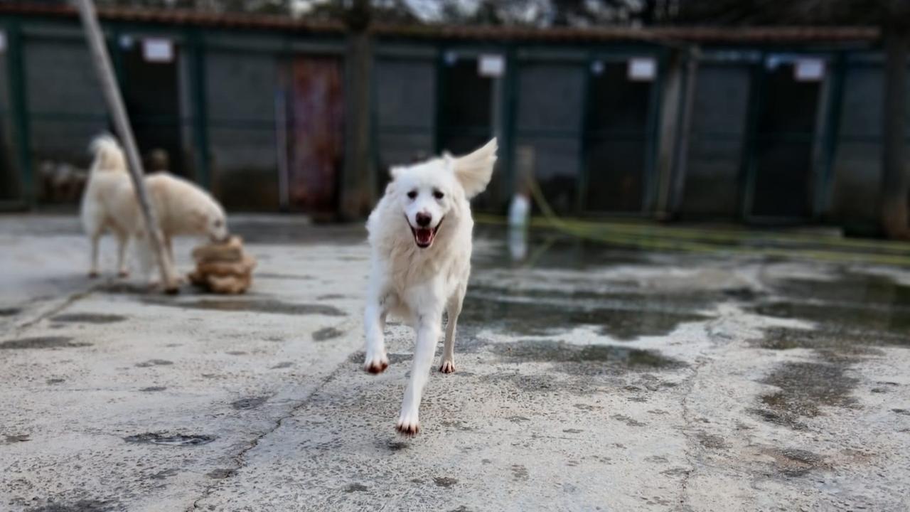 Il canile non è più a norma: 72 cani rischiano lo sfratto – Che cosa sta succedendo