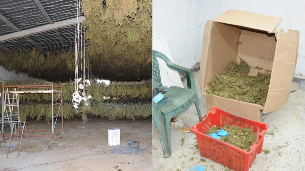Maxi sequestro di droga nelle campagne del Nuorese, tre lavoratori segregati in un capannone: cinque denunce