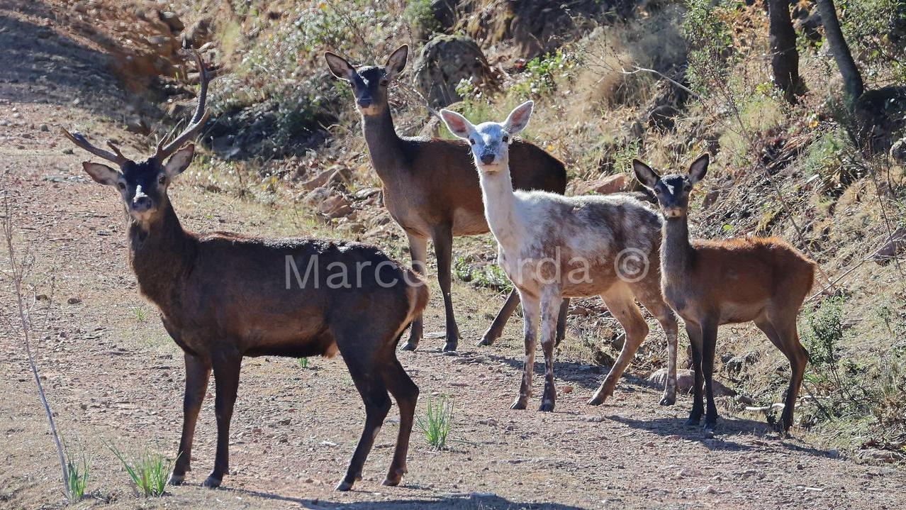 L’apparizione, lo scatto, l’emozione: dalla natura selvaggia della Sardegna sbuca un raro esemplare di cerva bianca