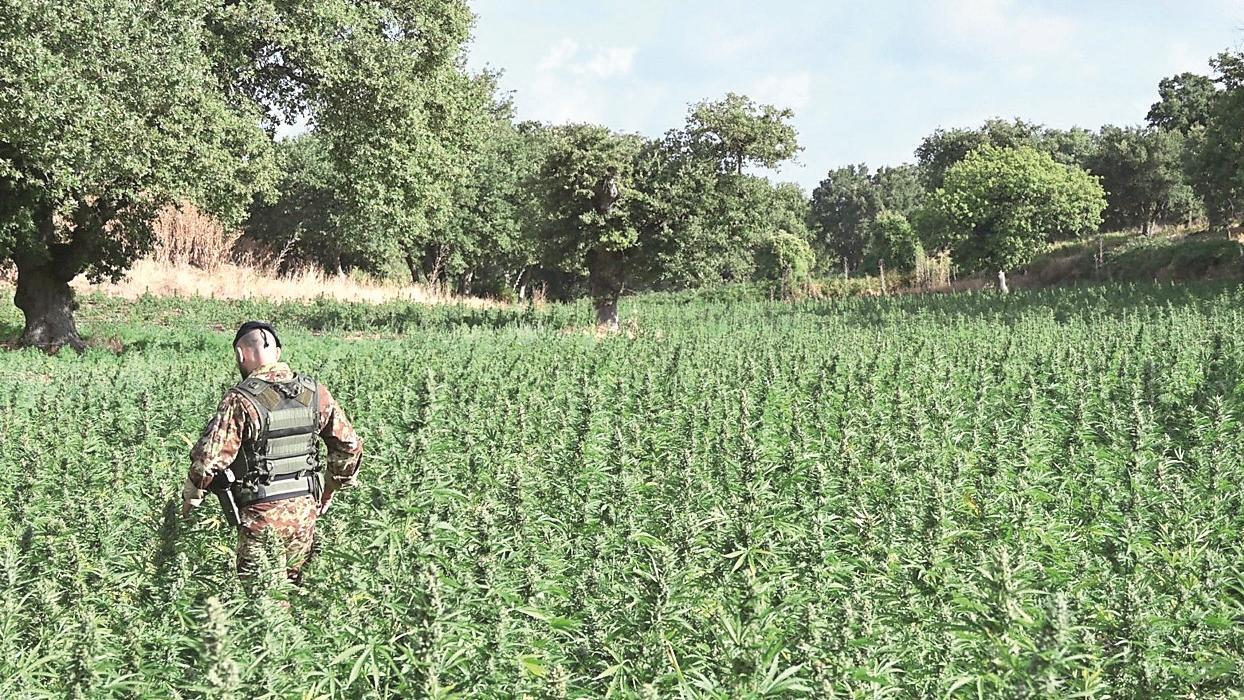 Coltivazioni record e sequestri, la Sardegna è la capitale mediterranea della cannabis
