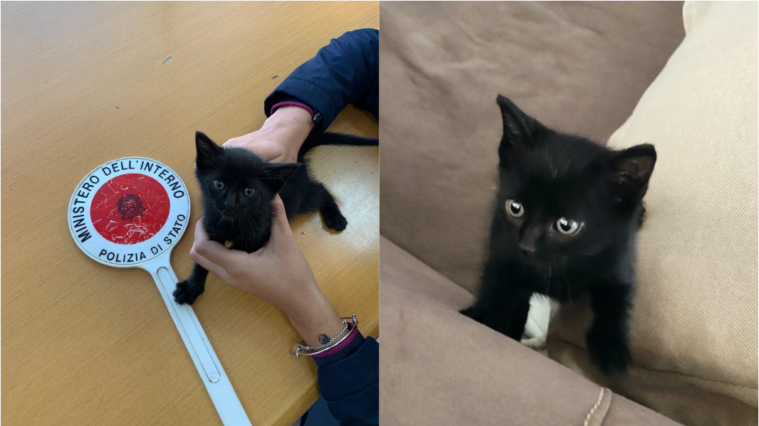 Spaventata e infreddolita, la gattina Zara si addormenta sui sedili della Volante della polizia – La storia ha un lieto fine