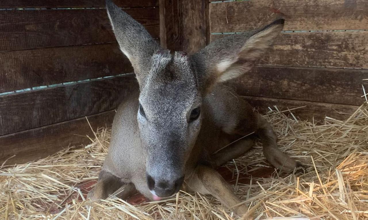 Sant’Agostino, agricoltore recupera capriolo e lo porta al centro di Modena