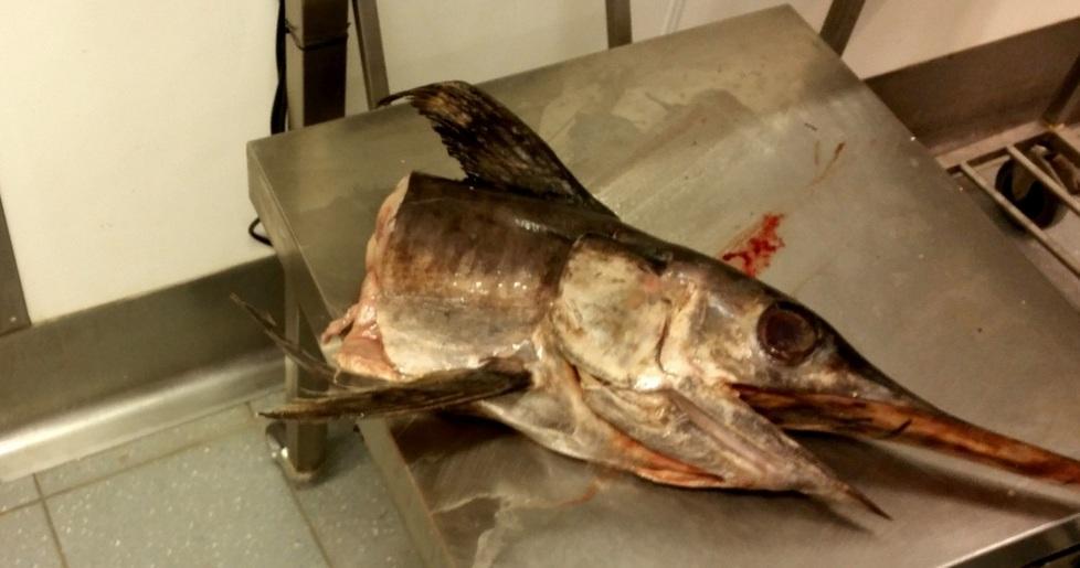 Pesce andato a male, mega-frode sventata dalla guardia costiera 