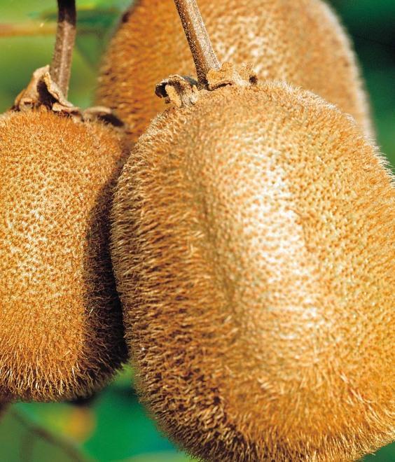 Kiwi, la malattia fa meno danni 