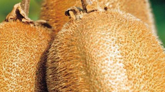 Kiwi, la malattia fa meno danni
