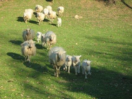 Bestiame sardo per ripopolare gli ovili dell’Ossezia del sud 