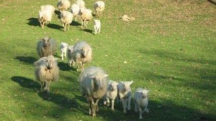 Bestiame sardo per ripopolare gli ovili dell’Ossezia del sud 