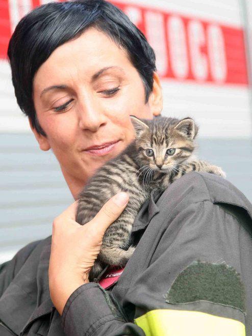 I pompieri salvano un gattino 