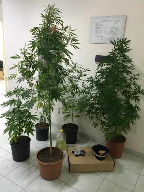 In casa piante di cannabis e 800 grammi di foglie, arrestato 