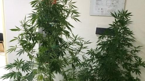 In casa piante di cannabis e 800 grammi di foglie, arrestato 