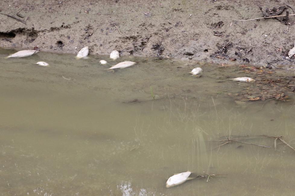Canali d’irrigazione secchi: muoiono migliaia di pesci 
