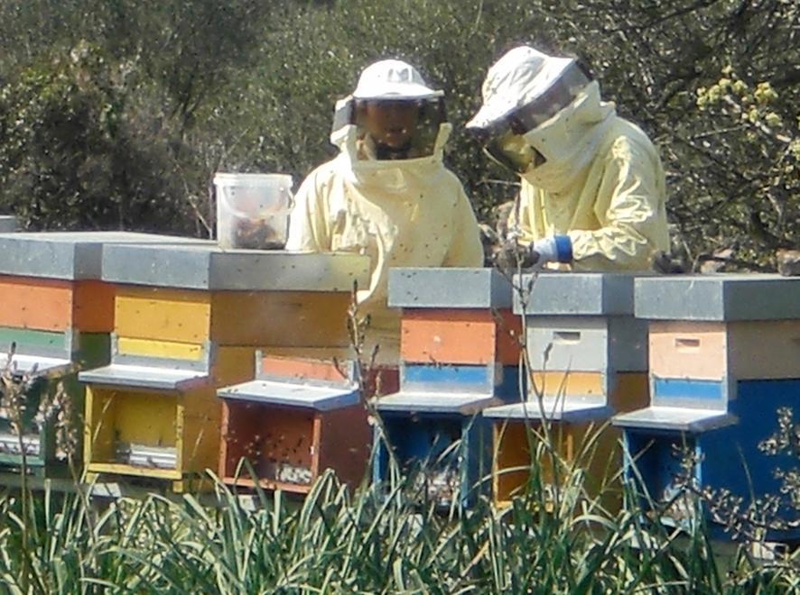 Corso della Laore per aspiranti apicoltori 