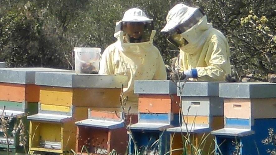 Corso della Laore per aspiranti apicoltori