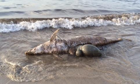 Delfino infiocinato trovato sulla riva