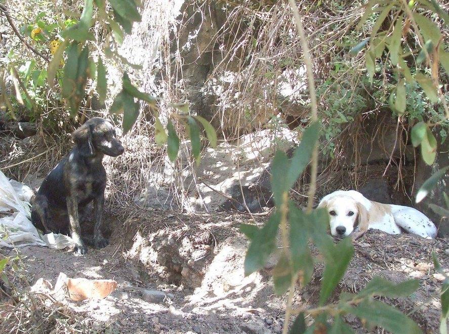 Lotta al randagismo, sì alla sterilizzazione
