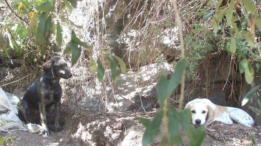 Lotta al randagismo, sì alla sterilizzazione