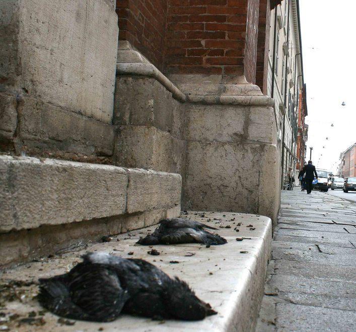 Piccioni morti non rimossi