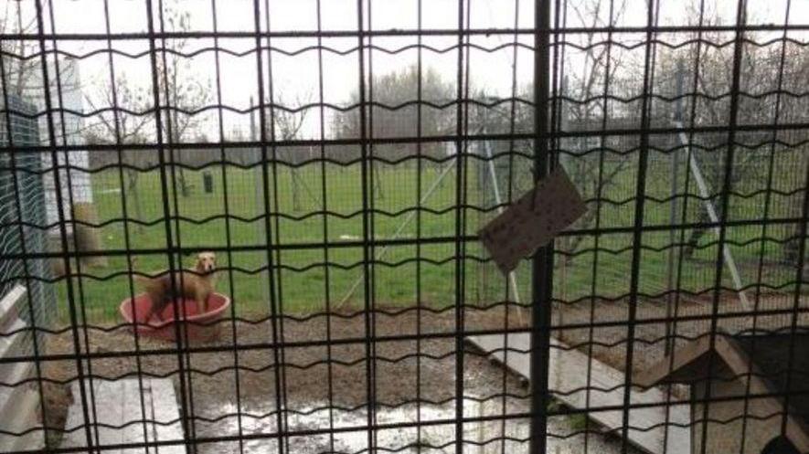 Canile, trasferimento per altri 25 cani