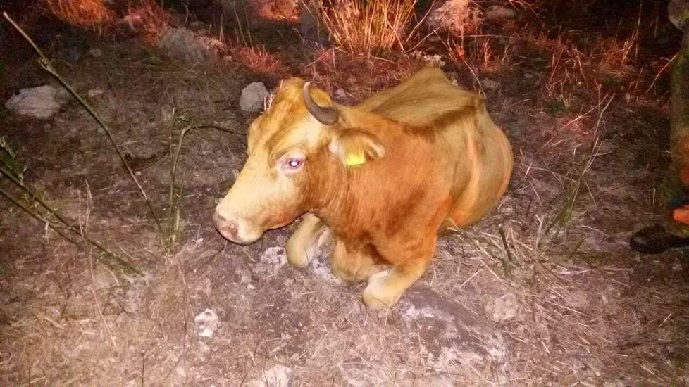 Vitello precipita in una scarpata, salvato dai vigili del fuoco 