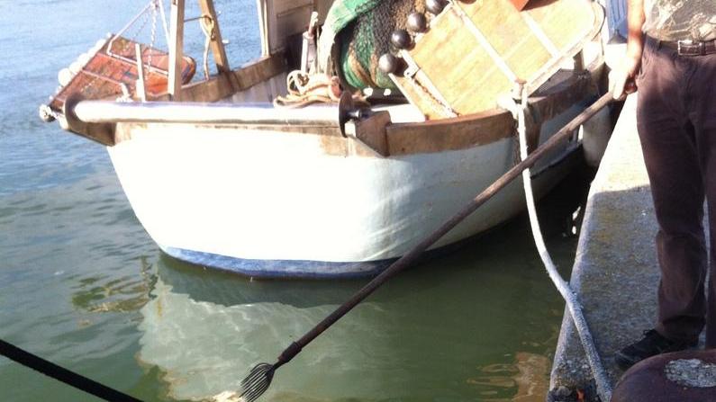 Troppa acqua dolce Morìa nel porto canale