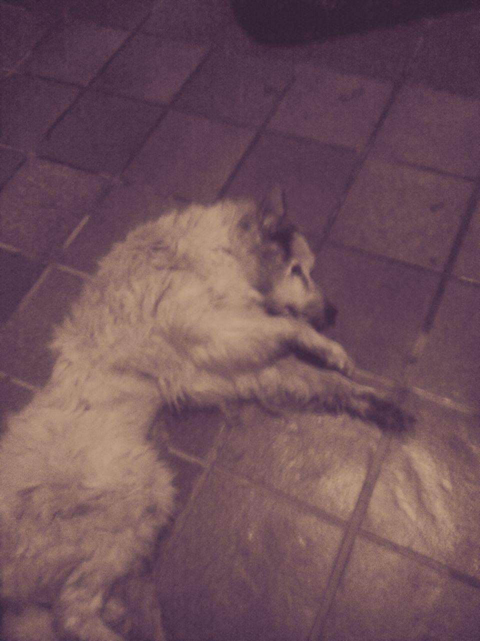 Il vecchio Maremmano, stremato dalla denutrizione 