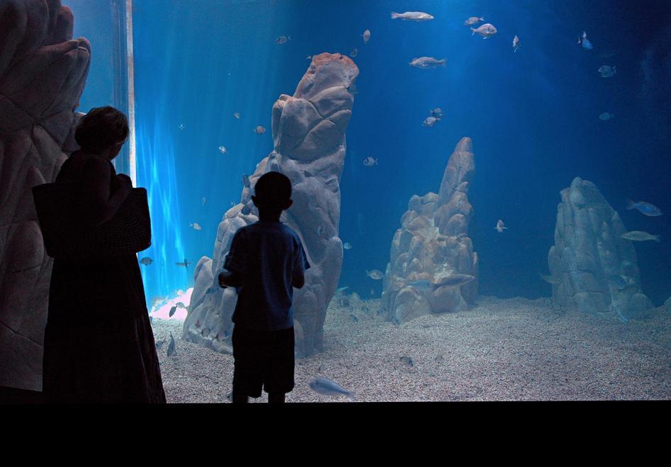 L’acquario di Cala Gonone accoglie la tartaruga accecata 