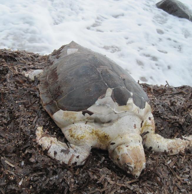 Tartaruga trovata morta in spiaggia 