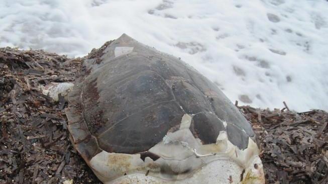Tartaruga trovata morta in spiaggia