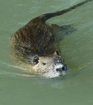 Nei campi ritorna l’incubo nutrie 
