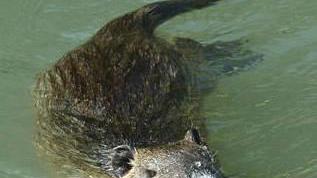 Nei campi ritorna l’incubo nutrie