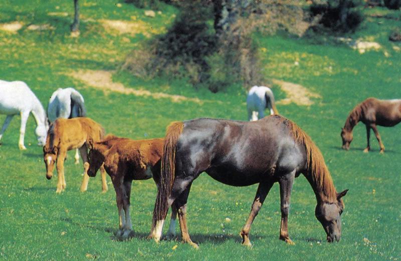 Nuoro, truffa all’Ue: arrestati marito, moglie e il complice 