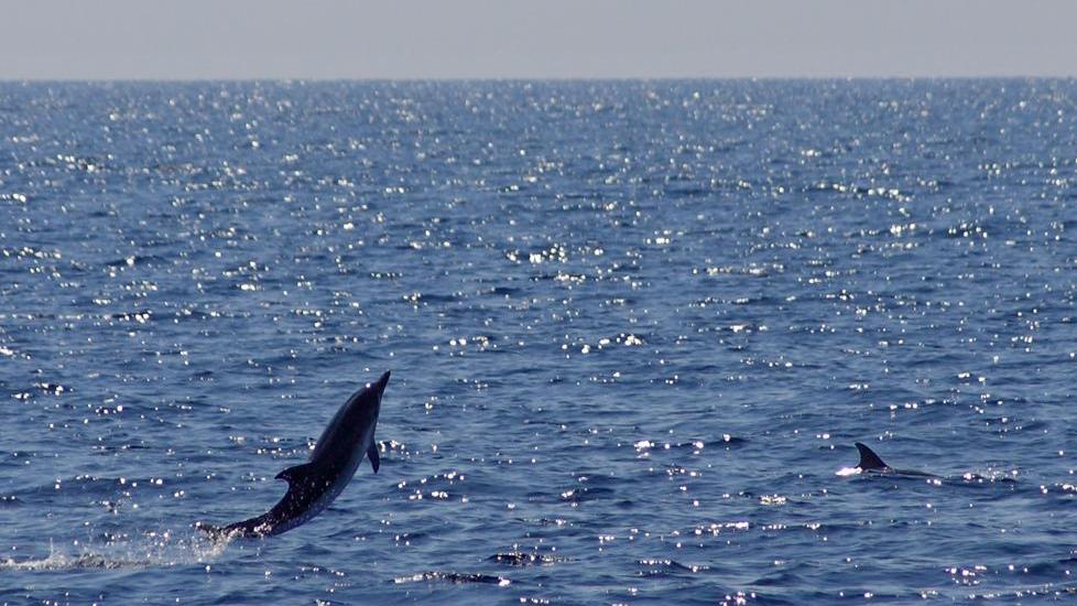 Nuovo massacro: cucciolo di delfino "sfilettato" e abbandonato