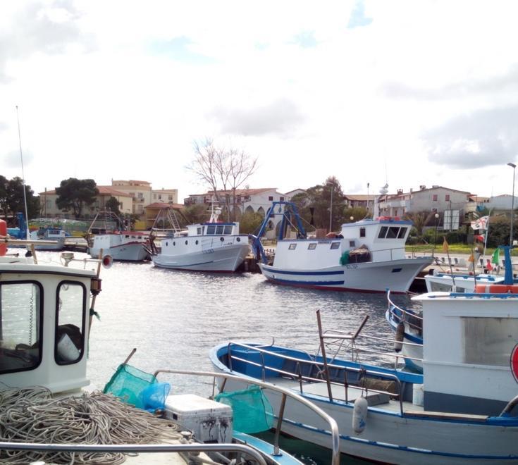 Delfini croce e delizia dei pescatori della Caletta 