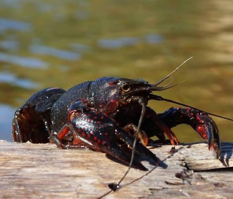 Riecco il gambero killer: è allarme ad Aglientu 