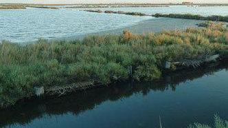 Il parco del Delta prepara i documenti per il Mab Unesco