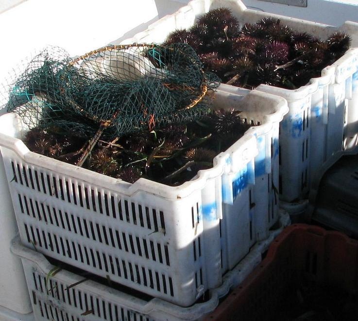 Pesca di ricci, si parte Tra pescatori ora è pace 