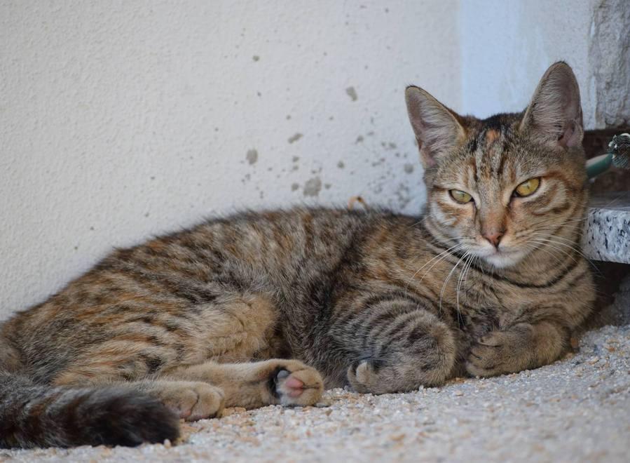 Il mistero di Ariel, gattina arrivata in nave 