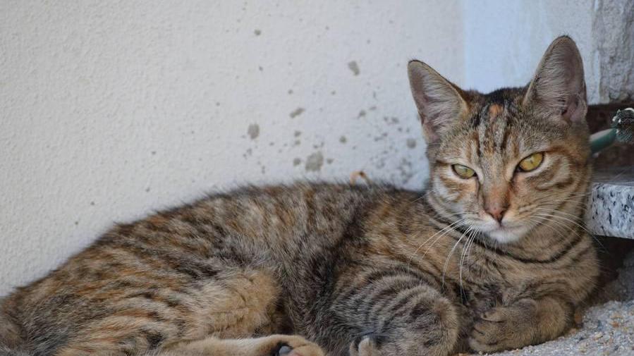 Il mistero di Ariel, gattina arrivata in nave