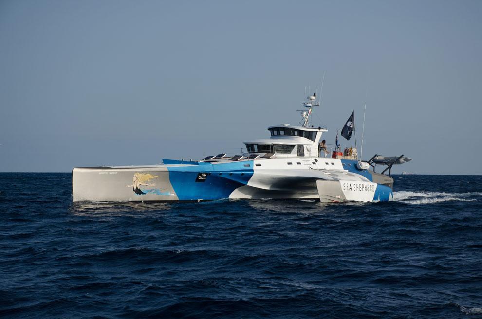 Il trimarano "Brigitte Bardot" dell'organizzazione Sea Shepherd Global