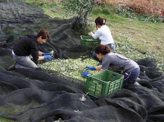 Uliveti risparmiati dalla furia di “Gonzalo” 